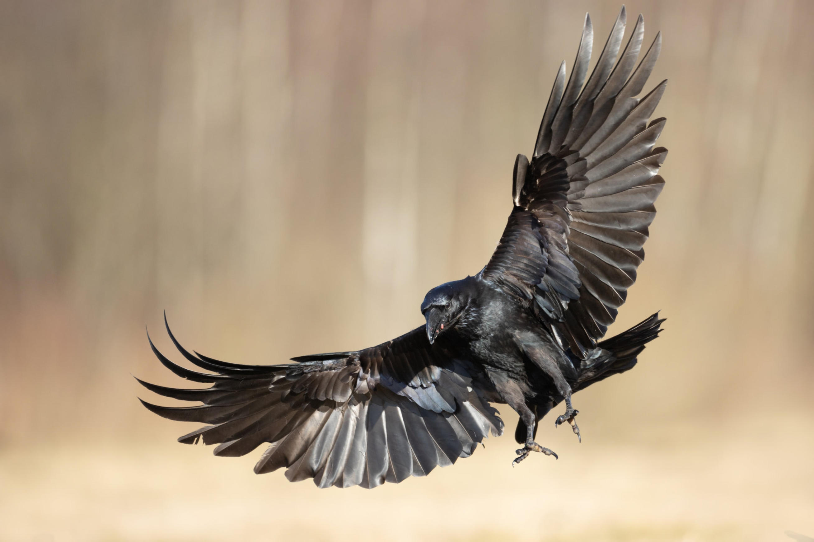 Meadowlark Raven